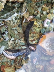 Zoarcidae