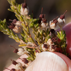 Erica suffulta