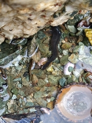 Zoarcidae