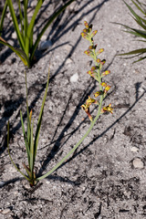 Tritoniopsis parviflora