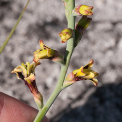 Tritoniopsis parviflora