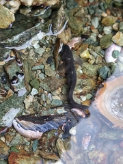 Zoarcidae