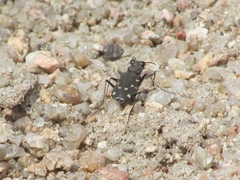 Cicindela duodecimguttata