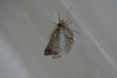 Larentiinae