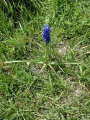 Muscari armeniacum