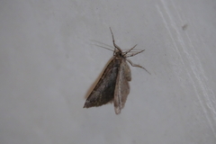 Larentiinae