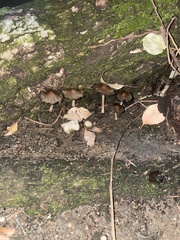 Arrhenia epichysium