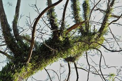 Microgramma mortoniana