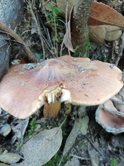 Tricholoma fulvum