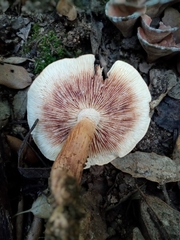 Tricholoma fulvum