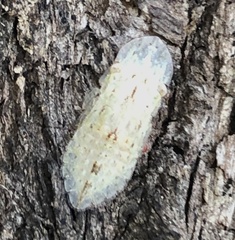 Ledromorpha planirostris
