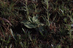 Berkheya setifera