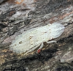 Ledromorpha planirostris