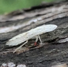 Ledromorpha planirostris