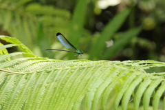 Psolodesmus mandarinus dorothea