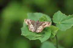 Caprona ransonnettii