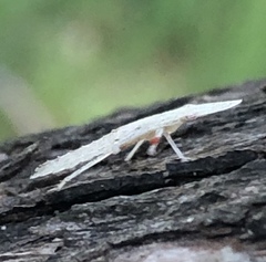 Ledromorpha planirostris