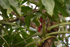 Syngonium podophyllum