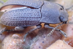 Asiopus minimus