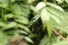 Psolodesmus mandarinus dorothea