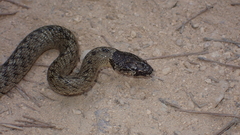 Macroprotodon brevis