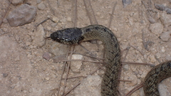 Macroprotodon brevis