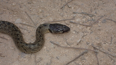 Macroprotodon brevis