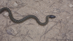 Macroprotodon brevis