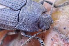 Asiopus minimus