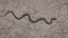 Macroprotodon brevis