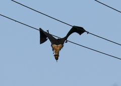 Pteropus conspicillatus