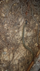 Macroprotodon brevis