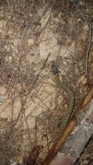 Macroprotodon brevis