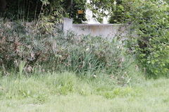 Cyperus textilis