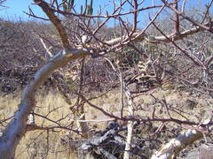 Bursera microphylla