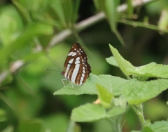 Neptis hylas