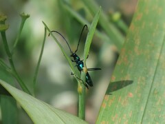 Hypocrites scabriusculus