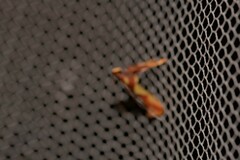 Caloptilia xanthopharella