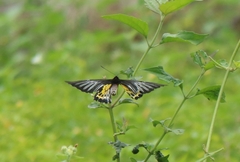 Troides minos