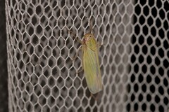 Cofana spectra