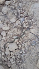 Macroprotodon brevis