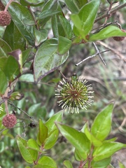 Cephalanthus natalensis