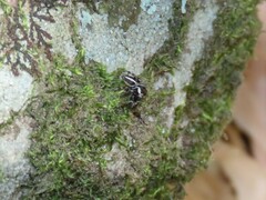 Evarcha denticulata