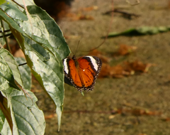 Cethosia penthesilea