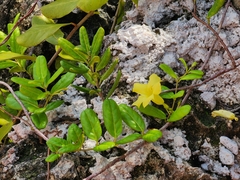 Angadenia berteroi