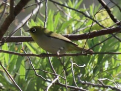 Zosterops virens capensis