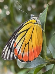 Delias hyparete