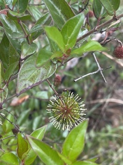 Cephalanthus natalensis