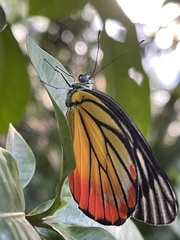 Delias hyparete