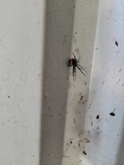 Latrodectus mactans